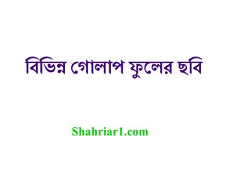 বিভিন্ন গোলাপ ফুলের ছবি